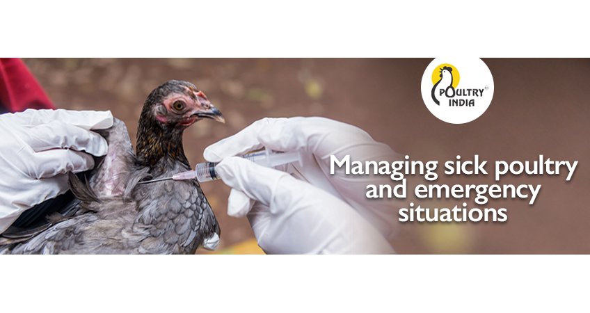 Managing sick poultry and emergency situations