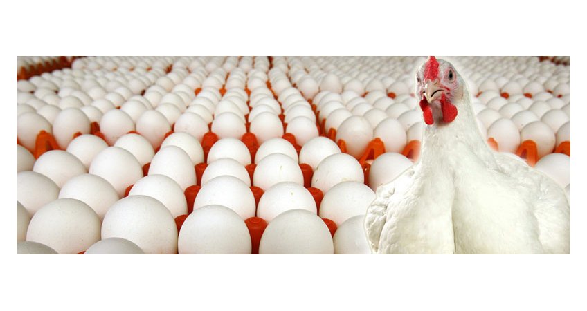 Odisha aims for one crore egg production daily